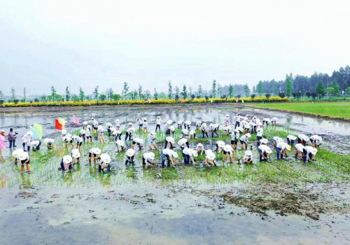 仲夏芒种至,百人插秧 ——五芳斋田园节令直播「芒种101」活动圆满收官